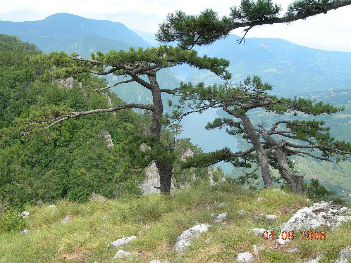 Vila Vila Dodi Bajina Basta Exteriér fotografie